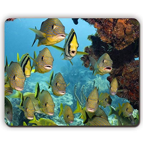 Yanteng Gaming Mouse Pad mousemat Mouse Pad, Peces Tropicales, Game Office Mouse Pads P0520