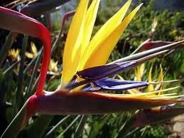 zumari 10 Semillas de flores Bird Paradise Amarillo.