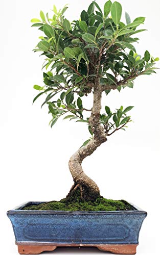 Bonsai Ficus retusa tiger bark 10 años