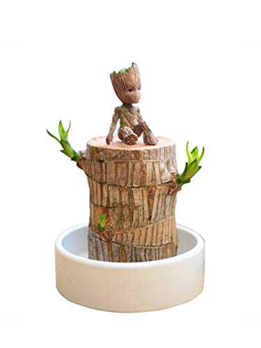 Planta de madera brasileña Hydroponi plantas macetas de interior Lucky Wood Groot maceta de flores en maceta Mini encantadora vegetación de escritorio Planta de madera brasileña Hydroponi plantas macetas de interior Lucky Wood Groot maceta de flores en maceta Mini encantadora vegetación de escritorio