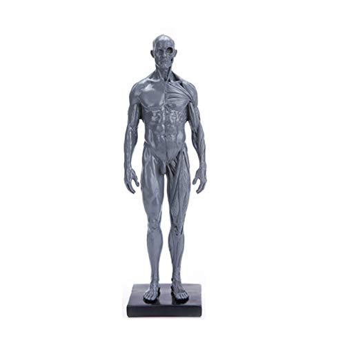 BESPORTBLE Figura de Anatomía Resina Natural Modelo de Estructura Musculoesquelética Masculina Modelo de Torso de Maniquí Humano Herramienta de Enseñanza Artesanal para Pintar Dibujo de Escultura