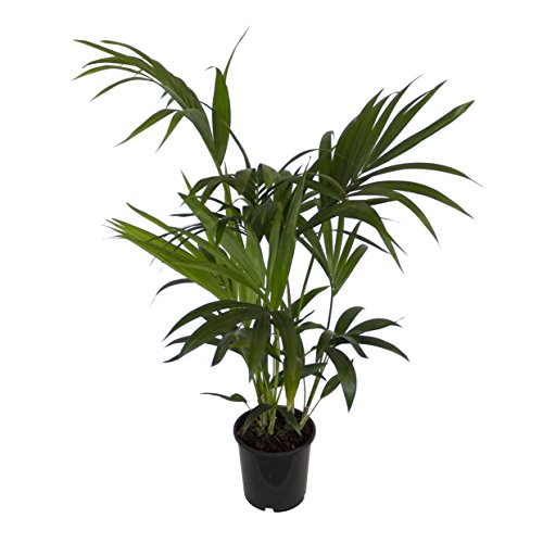 Dominik flores y plantas, plantas de interior palma Kentia, Howea forsteriana, 1 planta, maceta de 3 l, ca.60-80 cm de altura