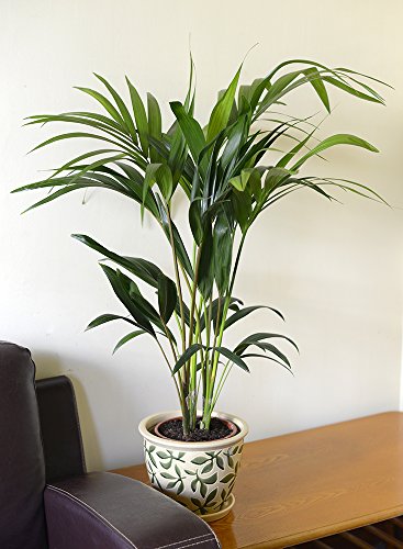 Planta de interior - Planta para el hogar o la oficina - Kentia (Howea forsteriana) - Palm Kentia, 70 cm de altura.