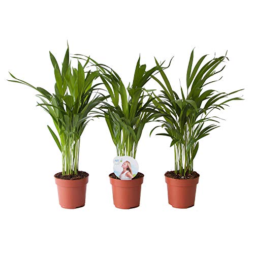 Plantas de interior – 3 × Palma Areca – Altura: 45 cm