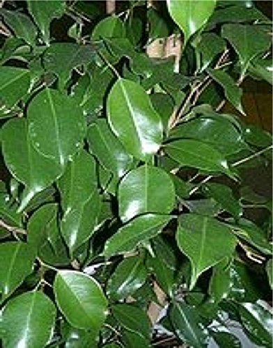 Portal Cool 20 semillas Ficus benjamina Fig Ã¡rbol de la instalaciÃ³n Tropical Bonsai
