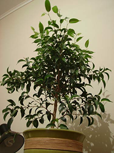 Portal Cool Higo llorÃ³n - Ficus benjamina - 20 semillas de Ã¡rboles