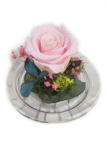 Rosa natural preservada roja blanca rosada azul salmon amarilla lila etc. Minicupula de cristal, con flores preservadas - Flores de Jacqueline Valencia