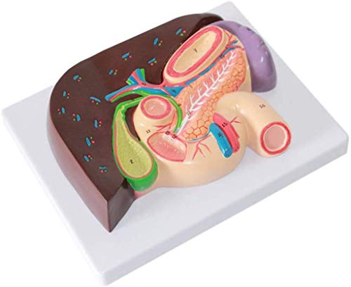 SBDLXY Modelo de anatomía del Cuerpo Humano - Modelo de sección gástrica Modelo de anatomía del hígado del duodeno, PVC Material Systerm digestivo Vesícula biliar Páncreas