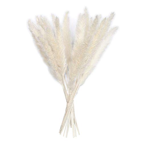 Iwinna 15 cañas secas naturales – Hierba seca natural natural, ciruelas de cañas secas para decoración de bodas, arreglos florales, decoración del hogar