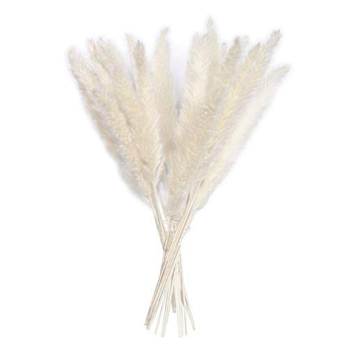Iwinna 15 cañas secas naturales – Hierba seca natural natural, ciruelas de cañas secas para decoración de bodas, arreglos florales, decoración del hogar Iwinna 15 cañas secas naturales – Hierba seca natural natural, ciruelas de cañas secas para decoración de bodas, arreglos florales, decoración del hogar
