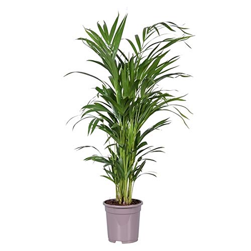 Palmera de Interior Natural Grande Altura 85-90cm Palma Areca Dypsis Lutescens Planta de Interior Palmera de Interior Natural Grande Altura 85-90cm Palma Areca Dypsis Lutescens Planta de Interior