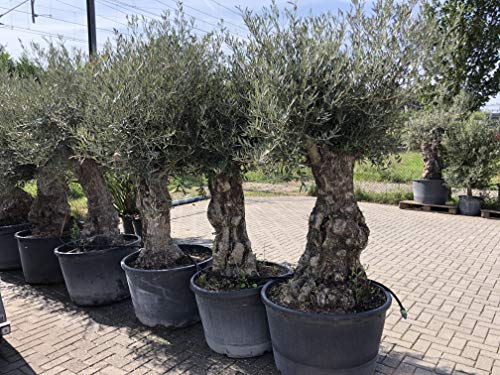 Árbol de olivo Olea Europea resistente al invierno, circunferencia de tronco 100/120 cm, tronco antiguo nórdico, altura aprox. 260 cm