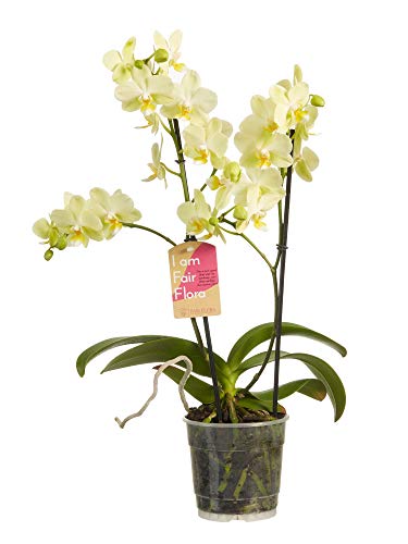 Orquídea de Botanicly – Orquídea mariposa – Altura: 50 cm, 2 brotes, Flores blancas – Phalaenopsis multiflora