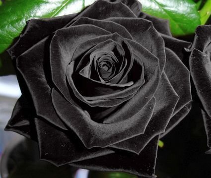 Rosa negro - 10 semillas