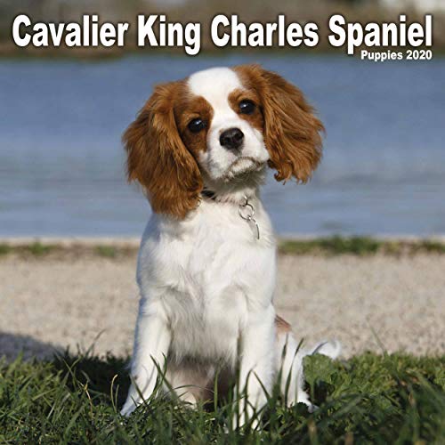 Cavalier King Charles Spaniel Puppies Mini Square Wall Calendar 2020