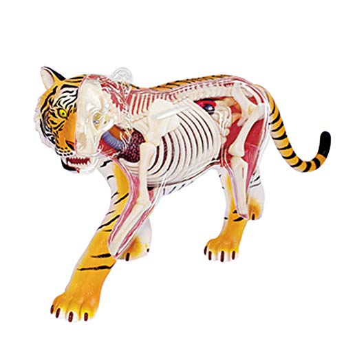 N \ A Modelo Anatómico De Órganos De Animales De Tigre, Modelo De Enseñanza Visual 4D De La Estructura Interna del Tigre Médico, Biología Aprenda sobre Las Partes De Tigre （28 Componentes）