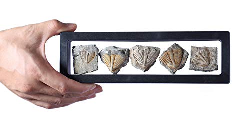 shootingtoy Juego de 5 piedras fósiles auténticas Arthropod Trilobite Tail viene hace 450 millones de años para colecciones y educación