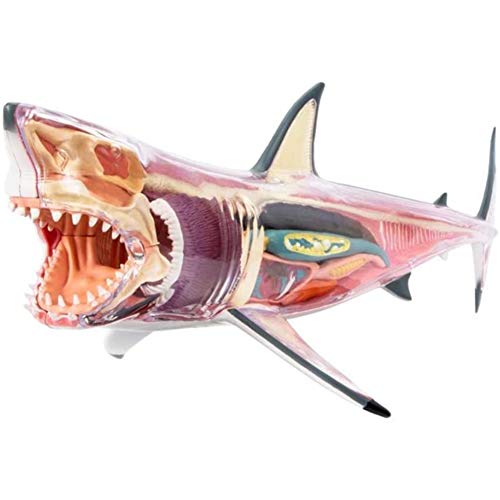 YUXINCAI Gran Modelo De Anatomía De Tiburón Blanco, 20 Piezas Desmontables, Modelo De Anatomía De Órganos De Tiburón, Modelo Educativo para El Ensamblaje Anatómico De Un Animal De Juguete