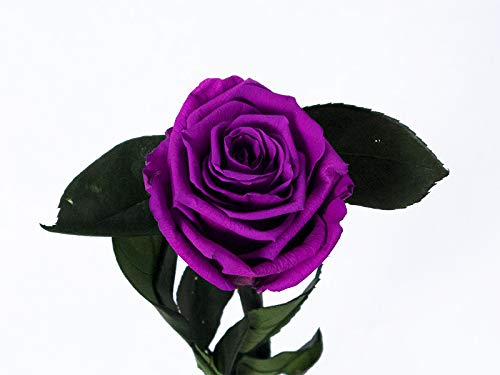 Floréate Rosa eterna preservada Lila de 25 cm