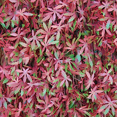 Tenax - Seto artificial con hojas extensibles de sauce, Divy 3D X-Tens Red Acer, 1 x 2 m, rojo/verde