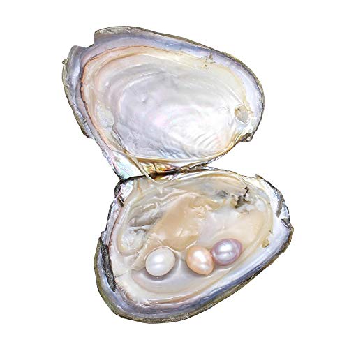 Ostras con perlas en el interior de ostras cultivadas en agua dulce, una perla con tres perlas, 10 unidades/lote (total 30 perlas) (7,5-8 mm)