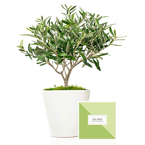 Árbol olivo natural 38 cm en maceta de 16 cm diámetro entregado en caja de regalo con tríptico con información y guía de cuidados – Planta exterior – Olea Europaea