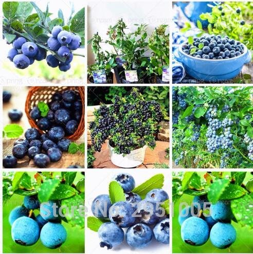 semillas de frutas comestibles 200pcs / porción de arándanos semillas de Bonsai, al aire libre, semillas de bonsai en macetas de plantas disponibles de interior para el jardín de