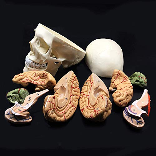 8-Parte de tamaño natural Cráneo con Cerebro Modelo anatómico anatomía de visualización Ciencia Estudio Aula de Docencia Médica Modelo 8.3x 5.9 X 7.5