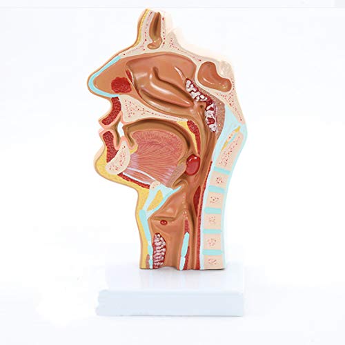 Modelo Anatómico De La Cavidad Nasal, Modelo De Análisis De Patología De La Garganta Oral De La Garganta Oral De La Cavidad Nasal Humana, para La Exhibición De La Enseñanza Médica,A