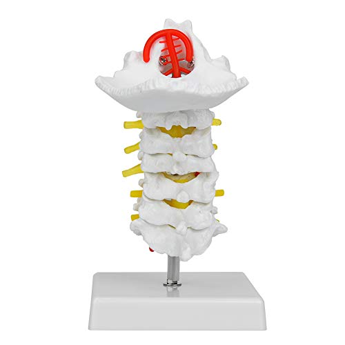 1: 1 Vértebra Cervical Humana Arteria Columna Vertebral Nervios Espinales Modelo Anatómico Anatomía para Laboratorio de Ciencias Aula Estudio Exhibición Enseñanza