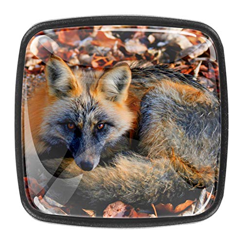 4 pomos de cristal para gabinete de 1.18 pulgadas, tiradores de cajones de cocina, tiradores de armario con tornillos para armarios de cocina, aparadores, armarios, zorros, otoño y otoño 4 pomos de cristal para gabinete de 1.18 pulgadas, tiradores de cajones de cocina, tiradores de armario con tornillos para armarios de cocina, aparadores, armarios, zorros, otoño y otoño