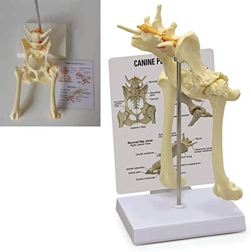 LLDKA Modelo de articulación de Cadera Canina, réplica de Animales Animales Animal Animal Anatomía de la Cuenca para la Herramienta educativa de la Oficina de Veterinaria, OS Hip Flexible