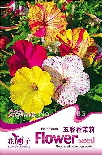 Envío gratuito 3 paquetes de 60 semillas de flor del jazmín multicolores, las cuatro Mirabilis Jalapa A024