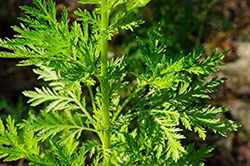 Nuevo Hogar Jardín de Plantas 100 Semillas Semillas Artemisia annua - Un año de artemisa envío gratuito
