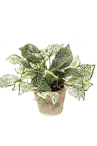 artplants.de Set x 3 Plantas sintéticas de fittonia MENINA en Maceta de Terracota, Verde-Blanco, 25cm - Pack fitonias simuladas - Plantas de imitación