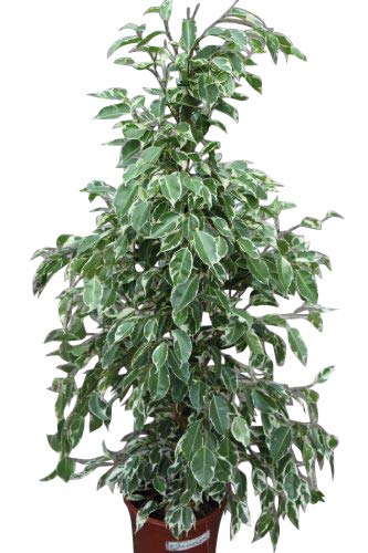 Planta de interior - Planta para la casa o la oficina - Ficus benjamina Variegata - 80 cm de alto - AHORA CON DESCUENTO Planta de interior - Planta para la casa o la oficina - Ficus benjamina Variegata - 80 cm de alto - AHORA CON DESCUENTO
