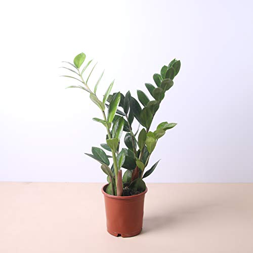 Planta natural Zamioculca a domicilio - Envío gratuito - Altura 40cm y Diámetro 12cm - Plantas decorativas - Exterior e interior - Varios maceteros disponibles. (1. Sin Macetero) Planta natural Zamioculca a domicilio - Envío gratuito - Altura 40cm y Diámetro 12cm - Plantas decorativas - Exterior e interior - Varios maceteros disponibles. (1. Sin Macetero)