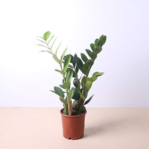 Planta natural Zamioculca a domicilio - Envío gratuito - Altura 40cm y Diámetro 12cm - Plantas decorativas - Exterior e interior - Varios maceteros disponibles. (1. Sin Macetero)