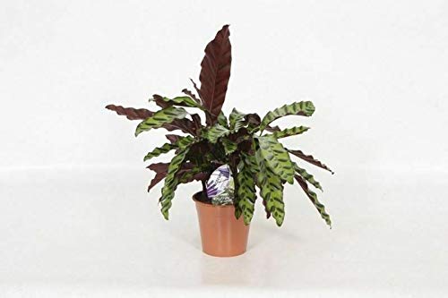 SB Calathea Lancifolia - Planta de casa en maceta (14 cm)