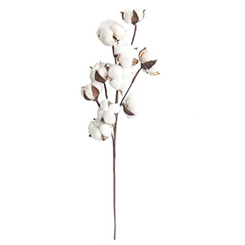 10 Jefes de Gossypium pétalos de Flores secas Naturales Artificiales algodón Rama Flor Falsa Madre