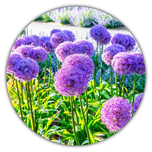 Ajo de flor gigante / Ajo gigante (Allium giganteum) / Aprox. 50 semillas / 80 a 150 cm de altura / invernal / plurianual