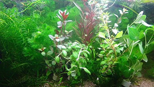 AquaPlants 40 Plantas de Acuario en Vivo colección de Plantas acuáticas
