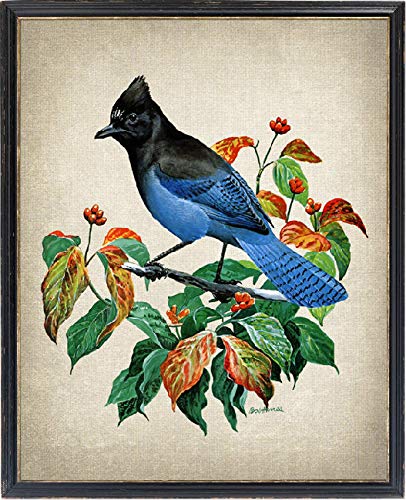 Impresión de pájaros Stellers Jay Vintage Illustration Instant Wall Art Print Digital Download