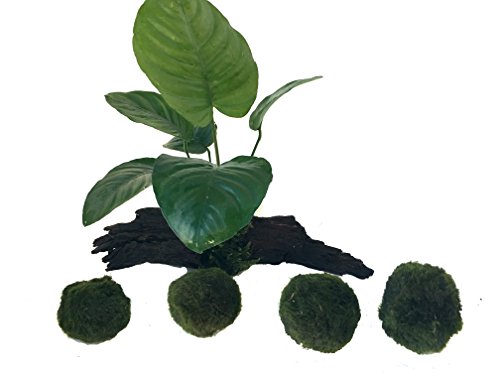manplan Mini Tronco de Anubias de 10 a 12 cm y 4 Cladophoras de 3 a 4 cm. Plantas de Acuario Naturales