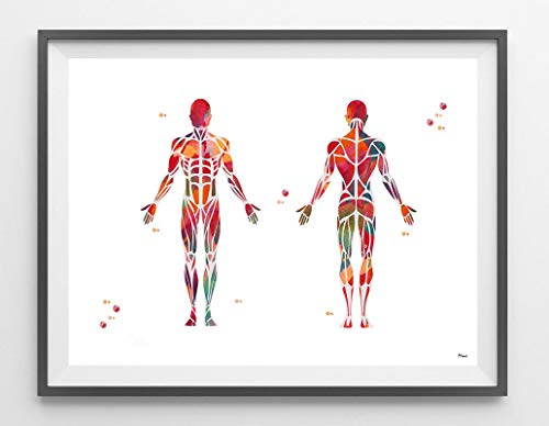 Sistema Muscular, impresión de acuarela, arte de anatomía, músculo humano, arte médico, póster de músculo esquelético, impresión giclée, cuerpo humano, decoración de pared