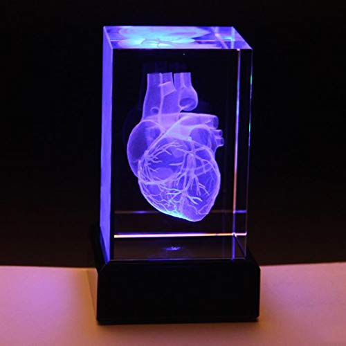 ZJM Modelo Anatómico del Corazón Humano 3D, Modelo De Papel De Corazón (Láser Grabado) En Cubo De Cristal De Cristal, para Decoraciones De Regalos De Ciencia, 8 * 8 * 15 Cm,with Base