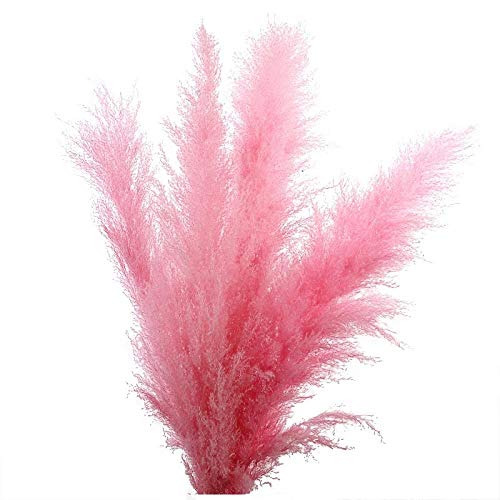 Hierba Pampa Flores Secas Flores Artificiales Ramo Flores Artificiales Hierba Flor Eterna Flor Rosa Natural Caña Grande Decoración del Hogar-Cabeza Flor Rosa Longitud 50-60 Cm Longitud Total 150 Cm Hierba Pampa Flores Secas Flores Artificiales Ramo Flores Artificiales Hierba Flor Eterna Flor Rosa Natural Caña Grande Decoración del Hogar-Cabeza Flor Rosa Longitud 50-60 Cm Longitud Total 150 Cm