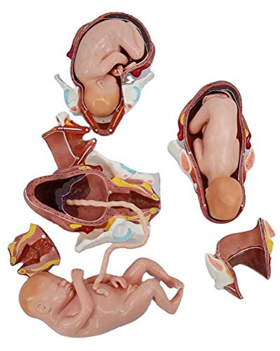 LLC 1: 1 Modelo De Proceso De Parto De Feto A Término De Tamaño Natural Modelo De Entrenamiento De Partería Modelo De Embarazo De Pelvis Simulador De Parto