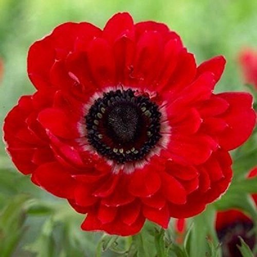 Pinkdose 10 Anemone Bulbs -Anemone Giant The Governor (Double) -Very Hardy~Ready to Ship