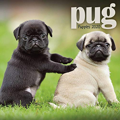 Pug Puppies Mini Square Wall Calendar 2020